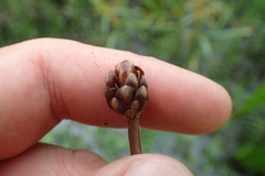 Xyris laxifolia