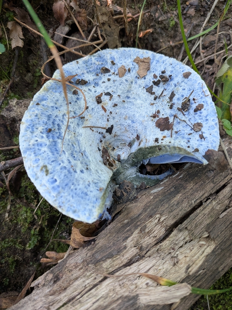 indigo milk cap · August 2026 · photo: Photo: no rights reserved · iNaturalist