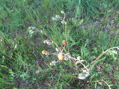 Crepis vesicaria, photograph (c) zebedeugalinha, some rights reserved (CC BY)