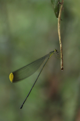Microstigma rotundatum