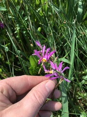 Primula pauciflora macrocarpa