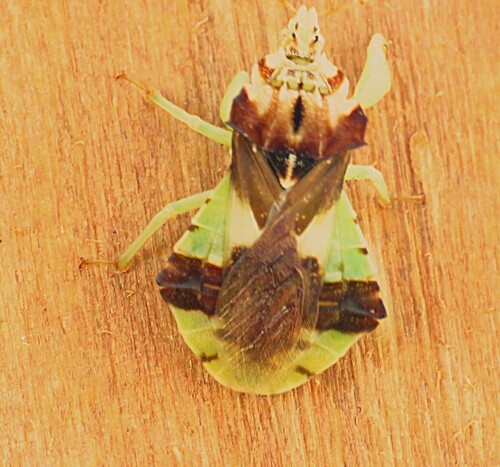 Jagged Ambush Bug