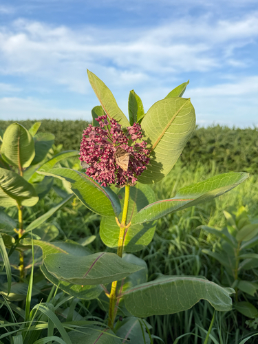 common milkweed