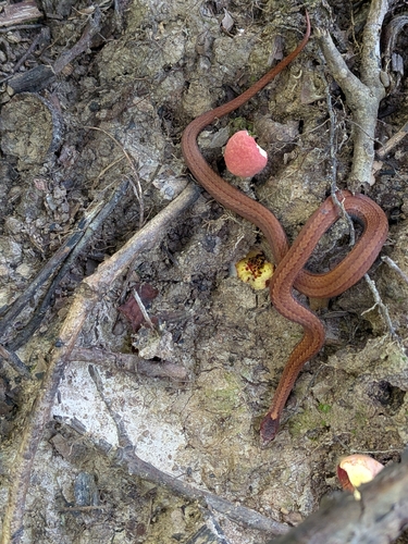 Red-bellied Snake