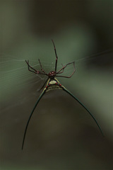 Micrathena cyanospina