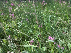 Primula pauciflora macrocarpa