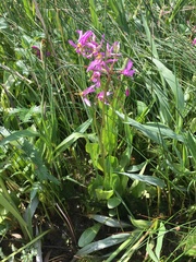 Primula pauciflora macrocarpa
