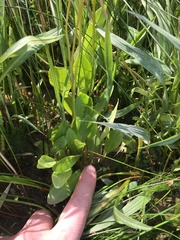 Primula pauciflora macrocarpa