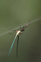 Micrathena cyanospina