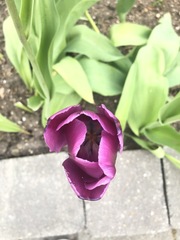 Tulipa