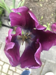Tulipa