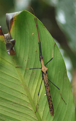 Pseudophasma bispinosum