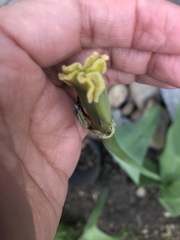 Tulipa