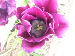 Tulipa