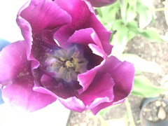 Angiospermae