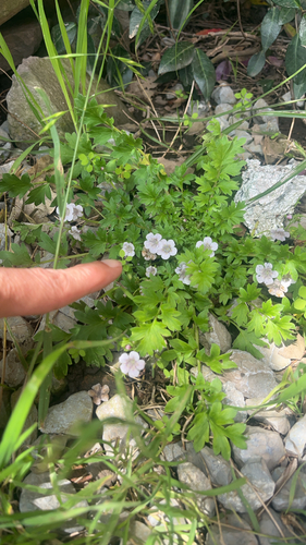 Phacelia platycarpa observed 2026-08-26