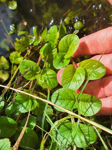 creeping Jenny