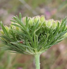 Daucus pusillus