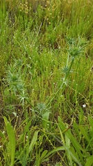 Eryngium vaseyi