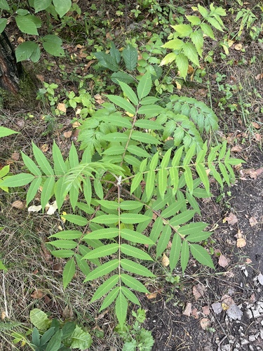 staghorn sumac