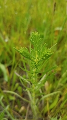 Castilleja attenuata