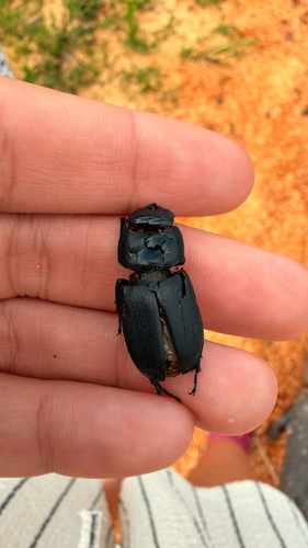 Lesser Stag Beetle