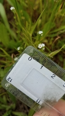 Plagiobothrys stipitatus