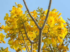 Roseodendron donnell-smithii