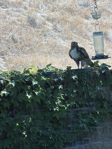 Red-tailed Hawk