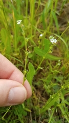 Plagiobothrys stipitatus