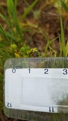 Ranunculus bonariensis trisepalus