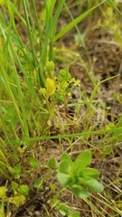 Ranunculus bonariensis trisepalus