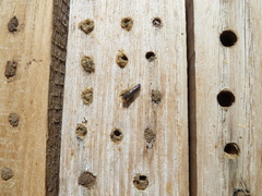 Sapygina decemguttata