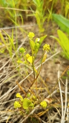 Ranunculus bonariensis trisepalus