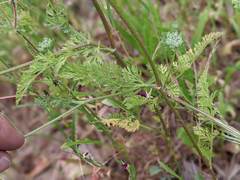 Daucus pusillus