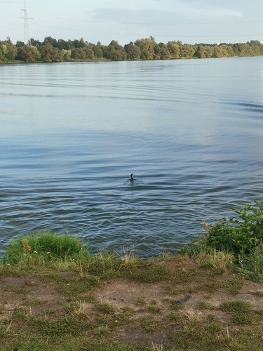 Great Crested Grebe