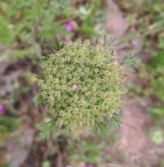 Daucus pusillus