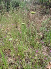 Daucus pusillus