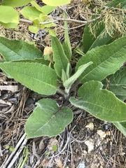 Silphium mohrii