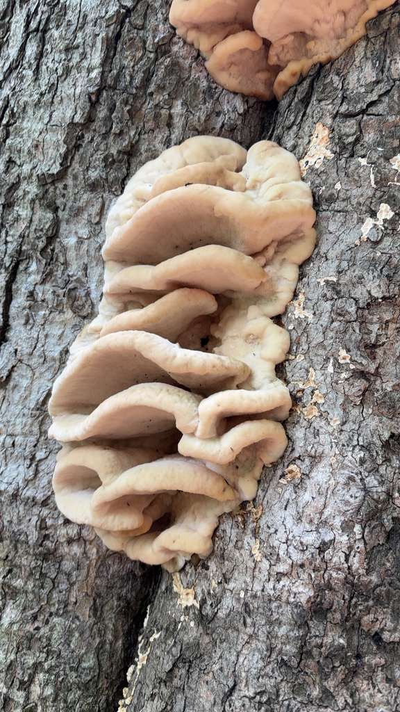 Northern Tooth · August 2026 · photo: Photo: no rights reserved · iNaturalist