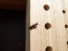 Sapygina decemguttata