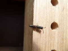 Sapygina decemguttata