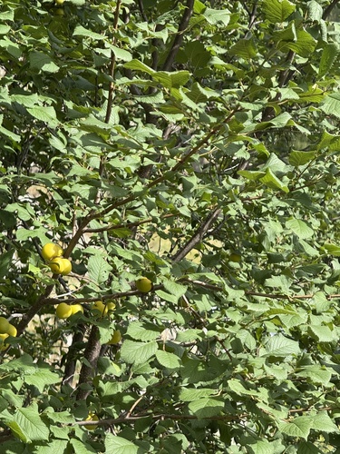 Prunus brigantina, photograph 1