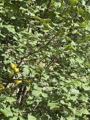 Prunus brigantina