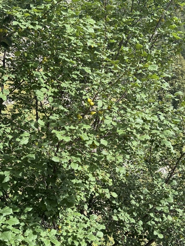 Prunus brigantina, photograph 2