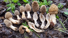 White Morel - Photo (c) noah_siegel, some rights reserved (CC BY-NC-SA), uploaded by noah_siegel