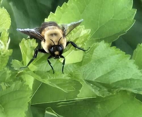 Brown-belted Bumble Bee