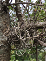 Tillandsia recurvata image