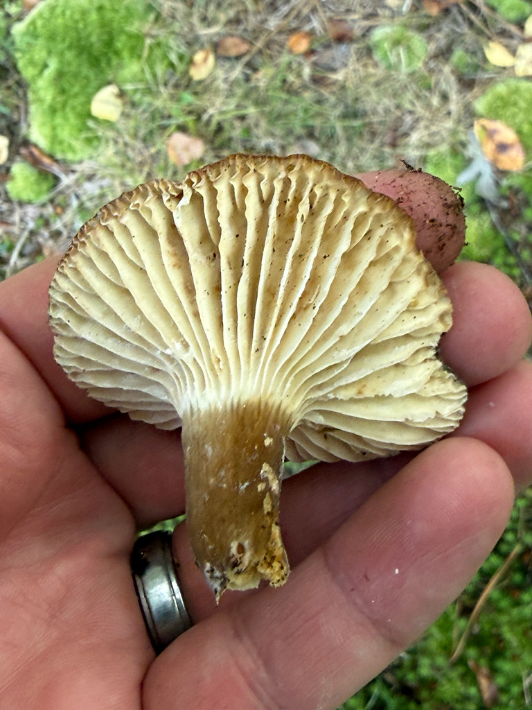 Lactifluus gerardii · August 2026 · photo: Photo: (c) David LaMagna, some rights reserved (CC BY) · iNaturalist