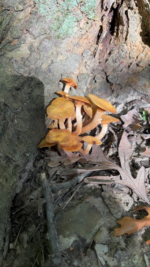 Ringless Honey Mushroom · August 2026 · photo: Photo: no rights reserved · iNaturalist